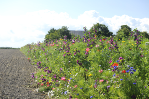 OL'NZIELSTER oktober 2024